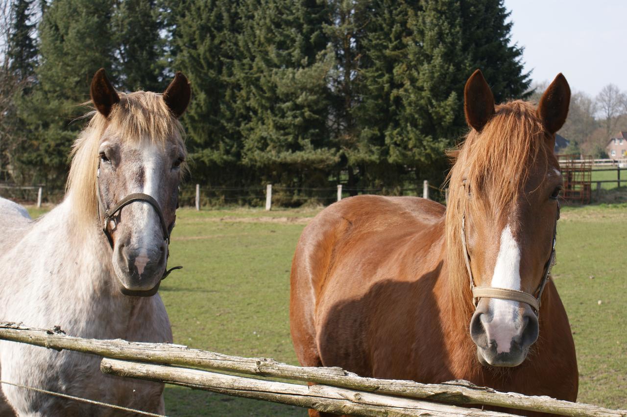 Landgasthaus Zum Naturschutzpark Bispingen Exteriör bild