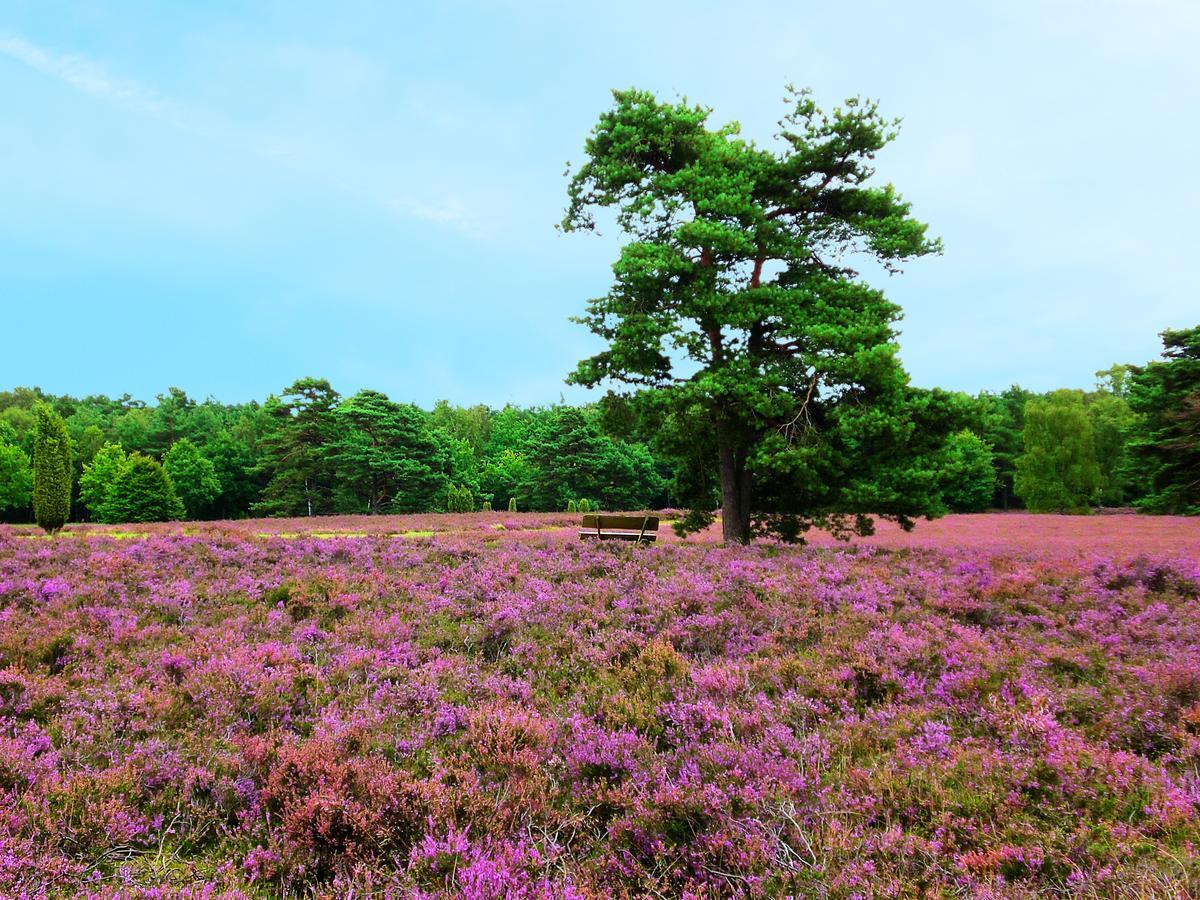 Landgasthaus Zum Naturschutzpark Bispingen Exteriör bild