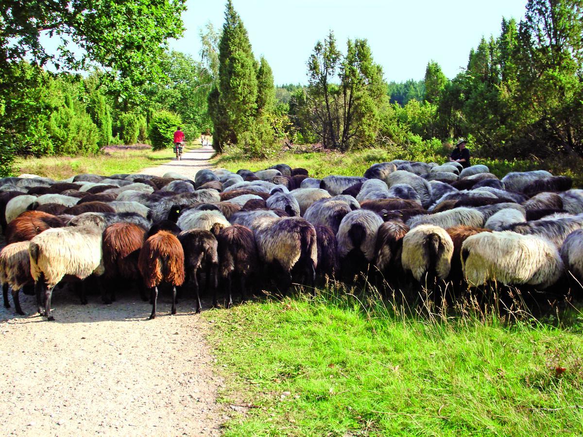 Landgasthaus Zum Naturschutzpark Bispingen Exteriör bild